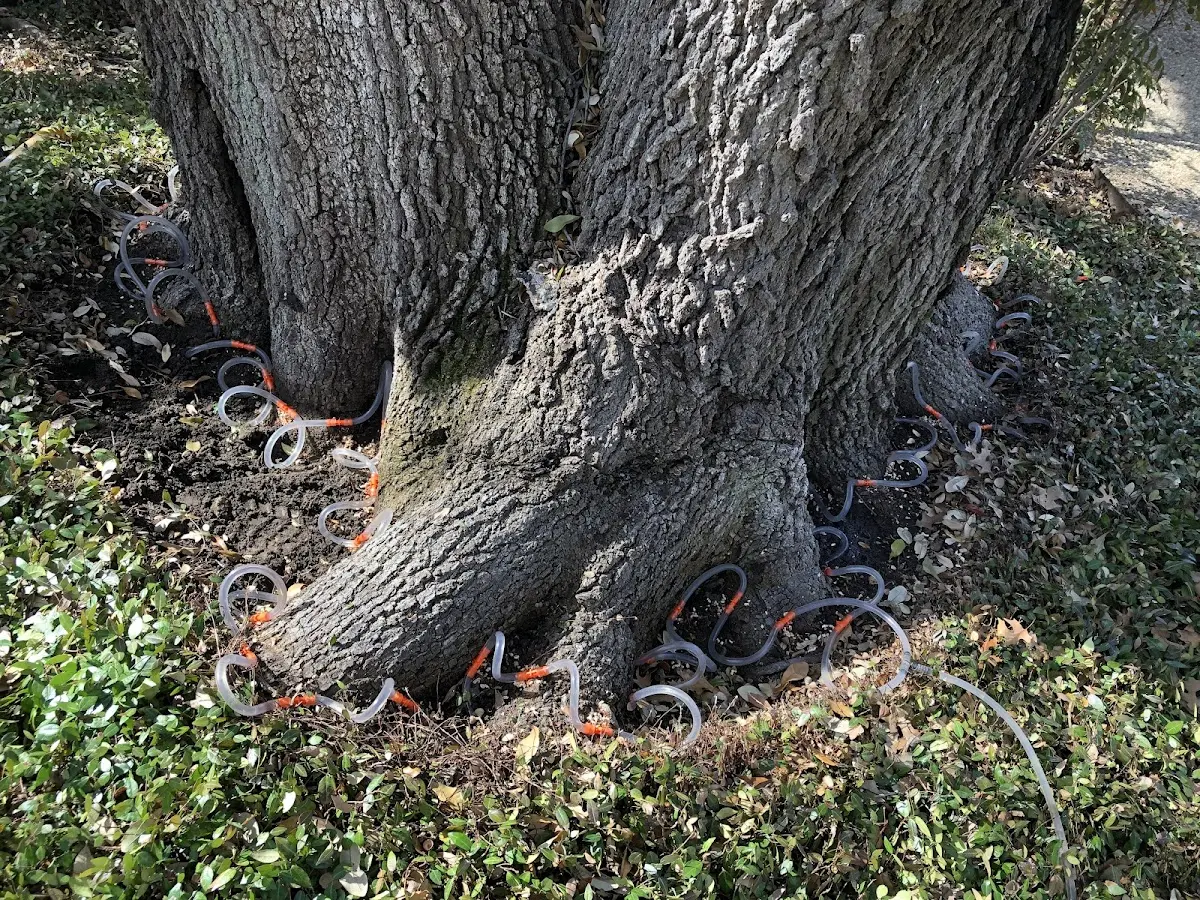Detailed Tree Cabling and Bracing job site in Alcove