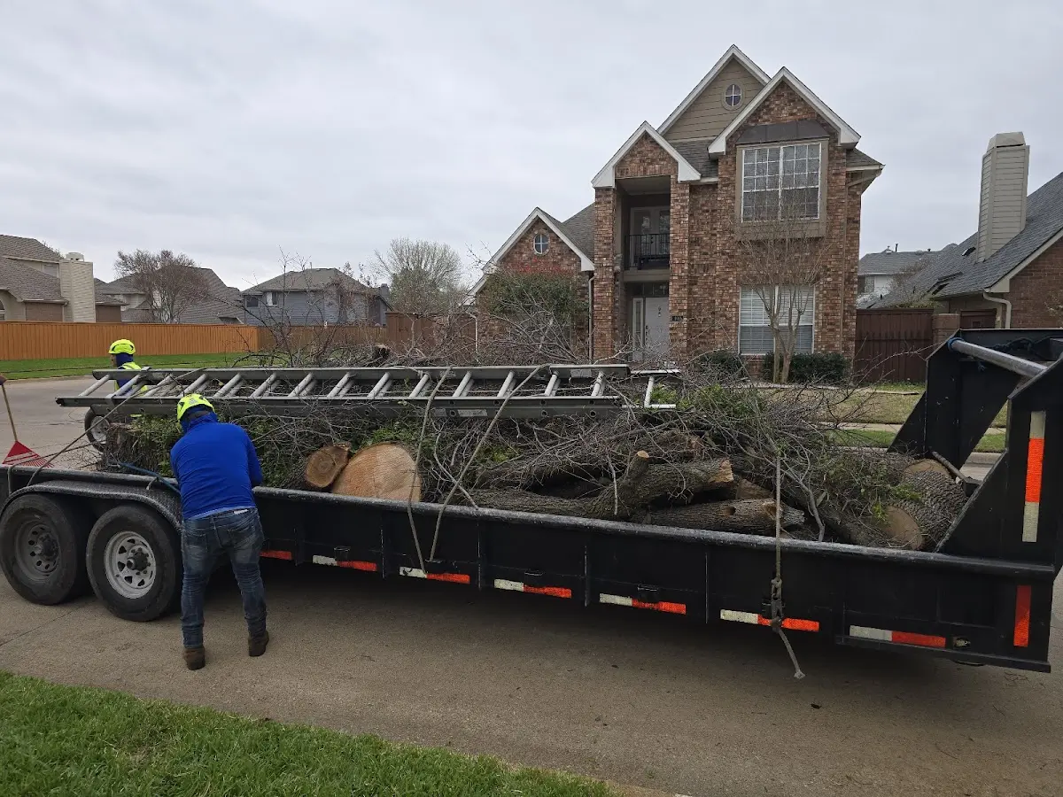Expert Tree Removal with proper safety equipment in Alcove